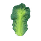 Oli & Carol Kendall the Kale natural rubber teether on a white background